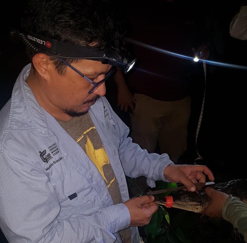 Crocodile survey.