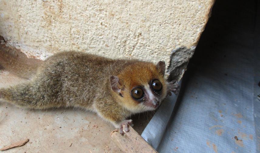 A rufous mouse lemur foraging next to a abandoned house. ©Veronarindra Ramananjato