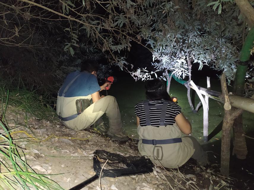 Nico Gonzalez and Andrea Navarro, inspecting the ponds in search of Bullfrog. © Liliana Ortiz