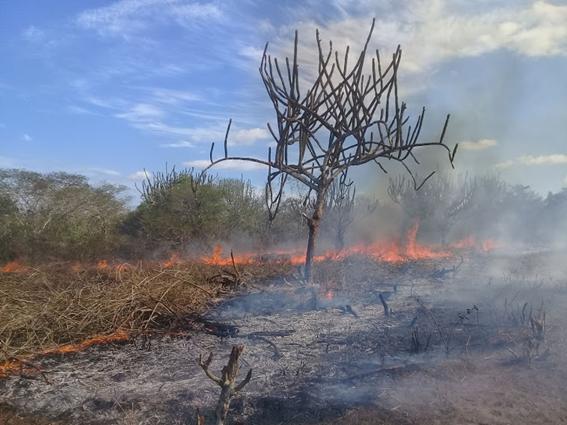 Land preparation for slash-and-burn agriculture at Catimau National Park (Pernambuco northest Brazil). © Rafaela Lins