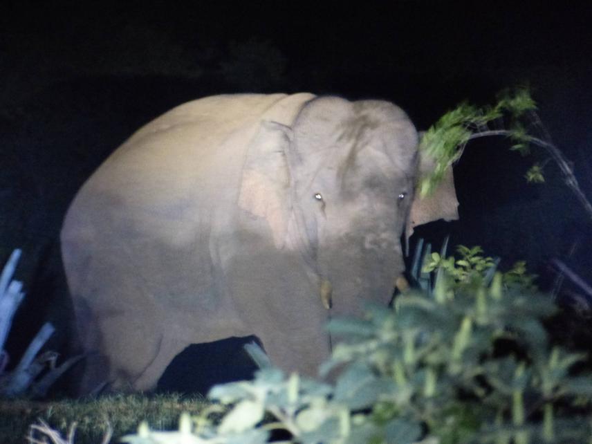 Elephant in crops.