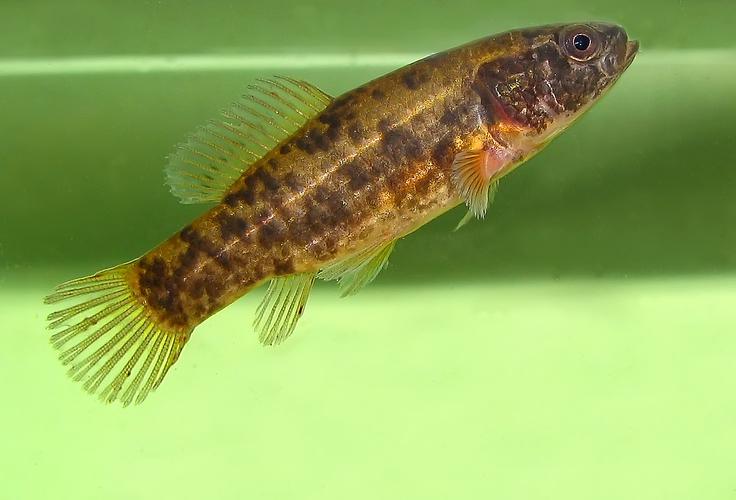Umbra krameri.