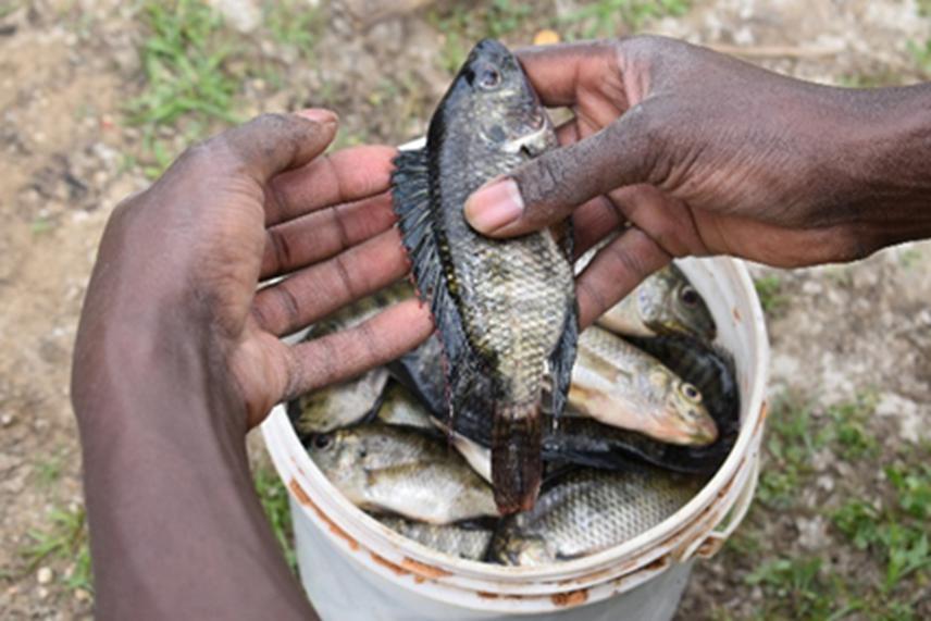 Sabaki Tilapia, Oreochromis spirulus, caught by fishers at L. Shakababo.