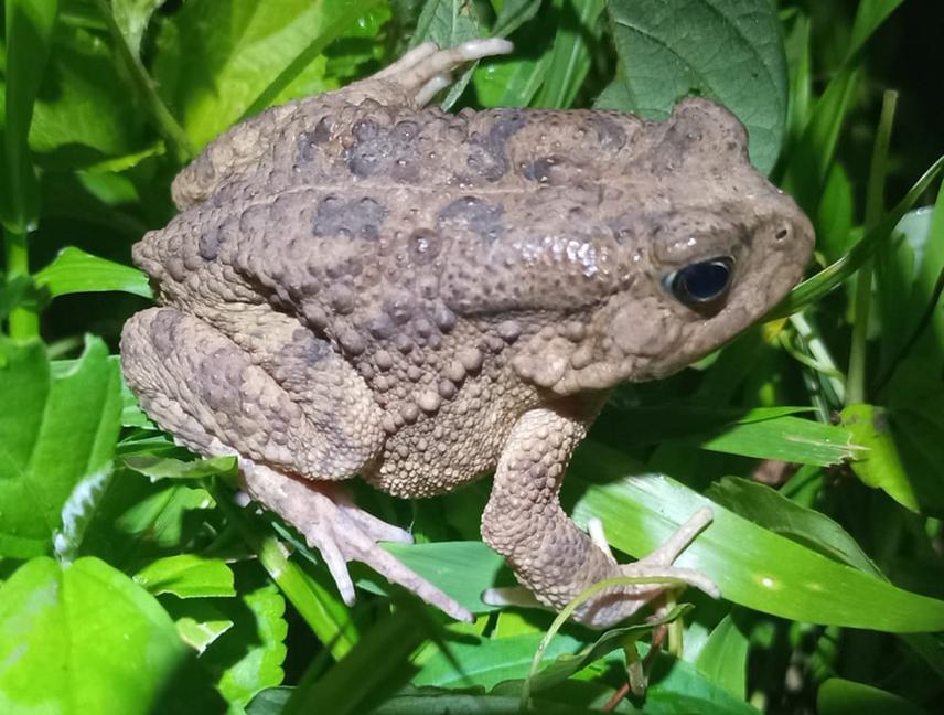 Sclerophrys cf maculate