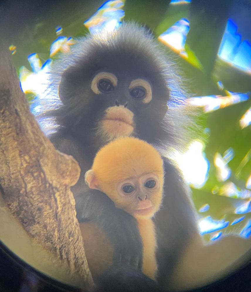 A female and an infant dusky langur. © Fitri Suhaimi.