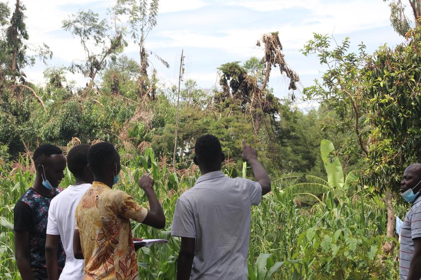Maseno bat club members counting bats at a private farm.