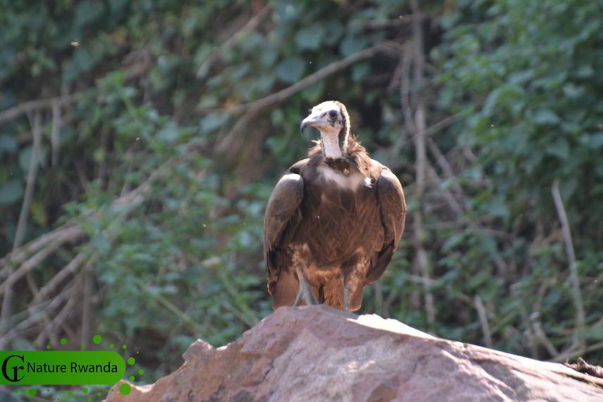 Critically Endangered Hooded Vulture in Rwanda, Nature Rwanda, 2020.