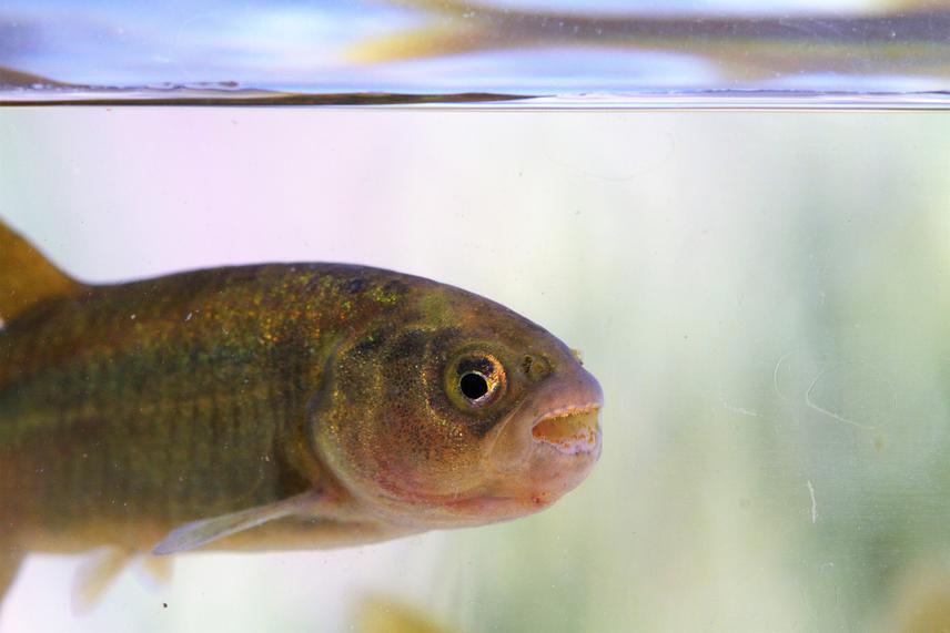 Naked characin