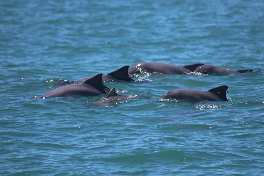 Group of Guiana dolphins at Ilha Grande bay.