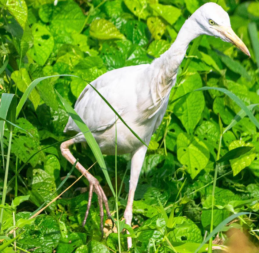 Cattle Egret. © Esther Nosazeogie.
