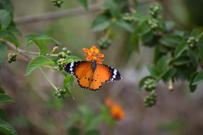 Danaus Chrysippus (Plain Tiger) on the invasive species Lantana camara