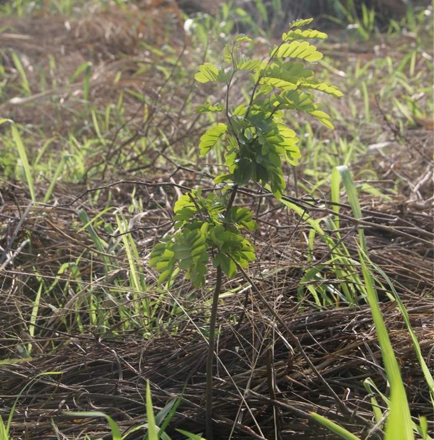 Sapling of T. gentii species surveyed at Bandai Hills Forest Reserve.