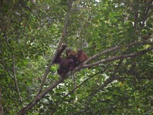 Orangutan.