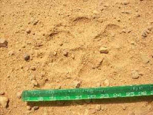 Dogtrack.