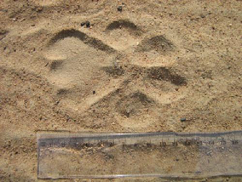 Lion track. © Ahononga Fiacre Codjo.
