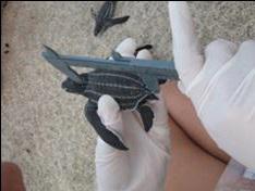 Measuring Leatherback hatchlings.
