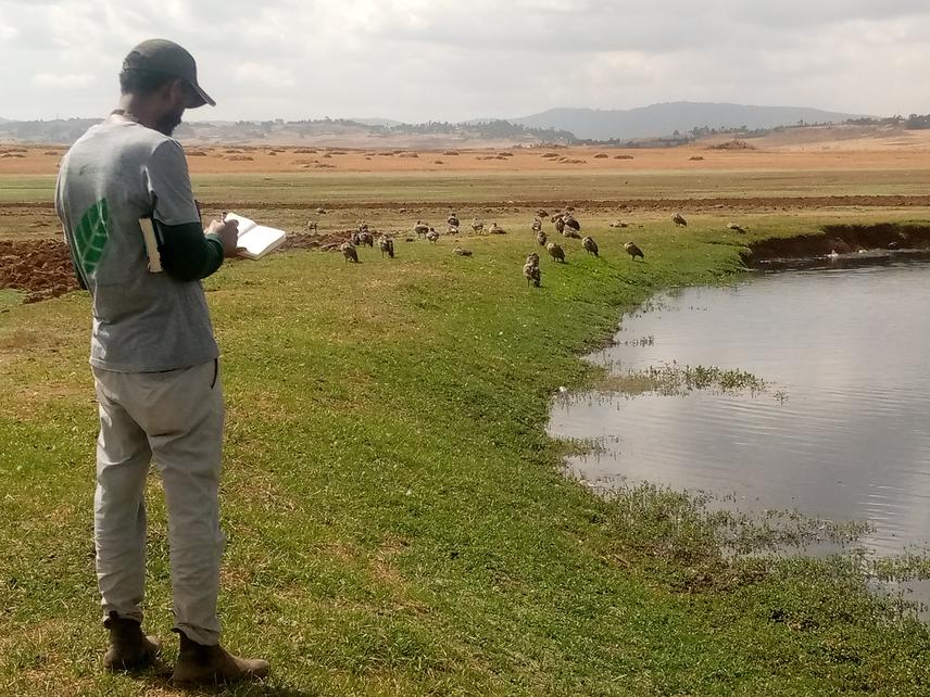 Blue-winged Goose (Cyanochen cyanoptera) survey at Sululta Plain, 2022.
