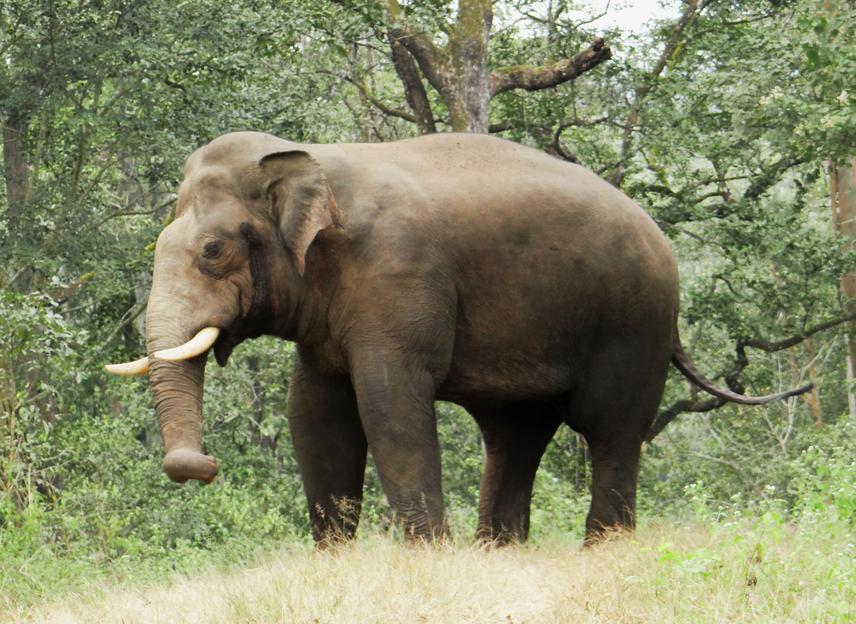 An adult male elephant in musth at Wayanad Wildlife Sanctuary. Bull elephants are reponsible for most of the crop raiding incidents and killing of people in Wayanad