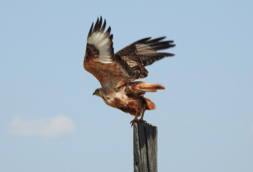 Long-legged buzzard (Buteo rufinus) is one of most common victims of the road kills in the project area. © Berkay Özünlü