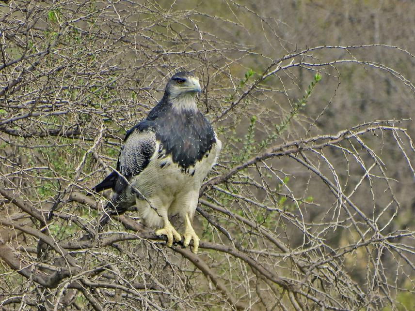 The Chilean eagle Geranoaetus melanoleucus
