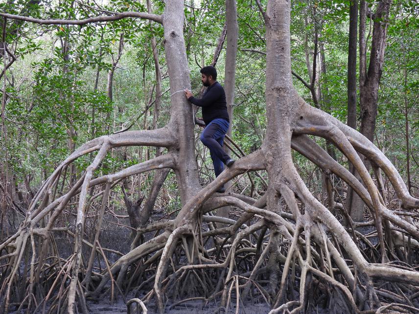 Measurements in an individual of the species Rhizophora mangle L.