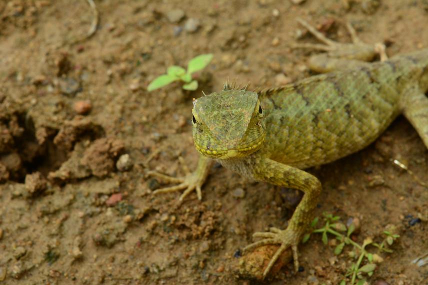 Model Reptile C. versicolor. © Deyatima Ghosh