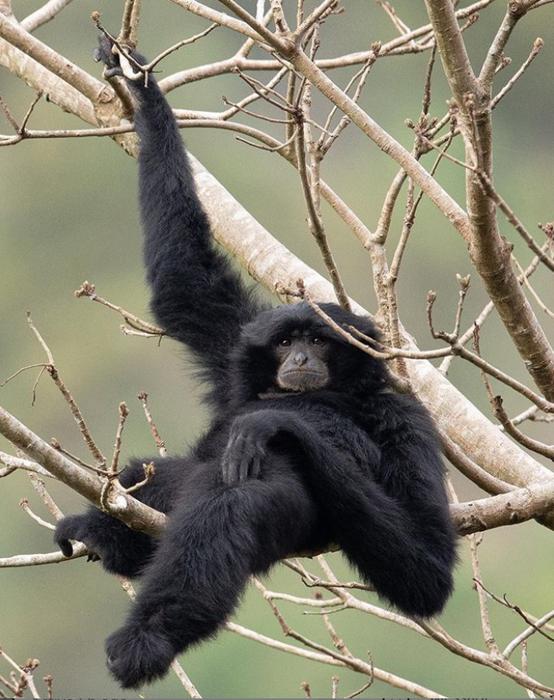 Siamang (Symphalangus syndactylus). © Peter Ong, Project Monyet.