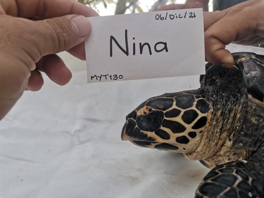 Profile picture of turtle for Photo ID project.