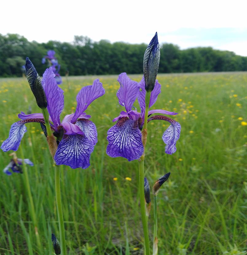 Iris sibirica L. – plant of Red Data Book of Ukraine