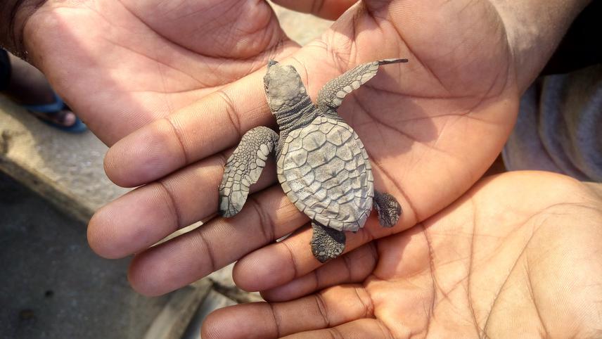 Baby Olive ridley (Lepidochelys olivacea). ©One World One Sea_ACI