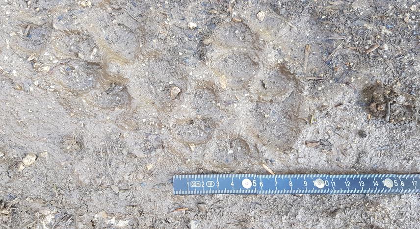 Lynx footprint on Maglić mountain