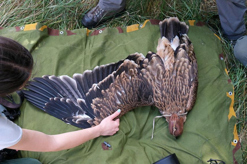 Setting up an artificial nesting platform for the Easter Imperial Eagles. © Maksim Karanović.