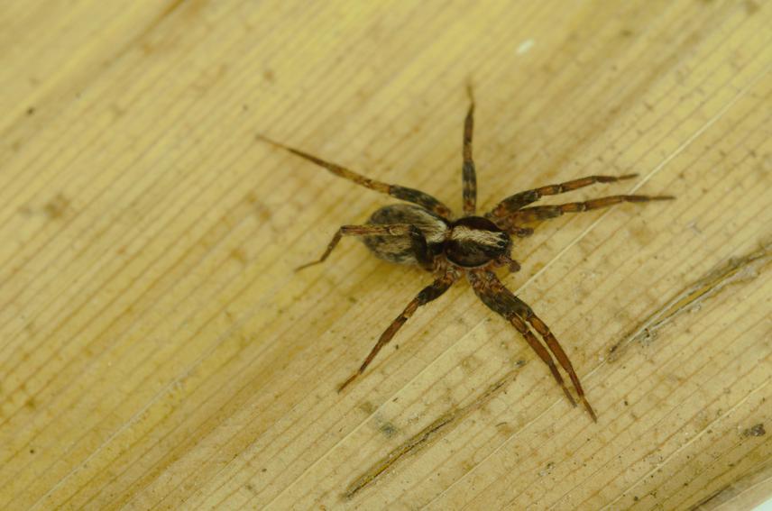 Xenoctenidae, Paravulsor. © Leonardo Carvalho