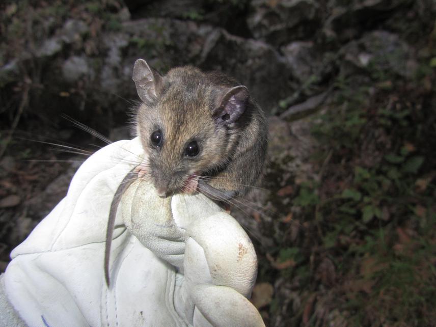 Peromyscus mexicanus from San Cristóbal de Las Casas, Chiapas.