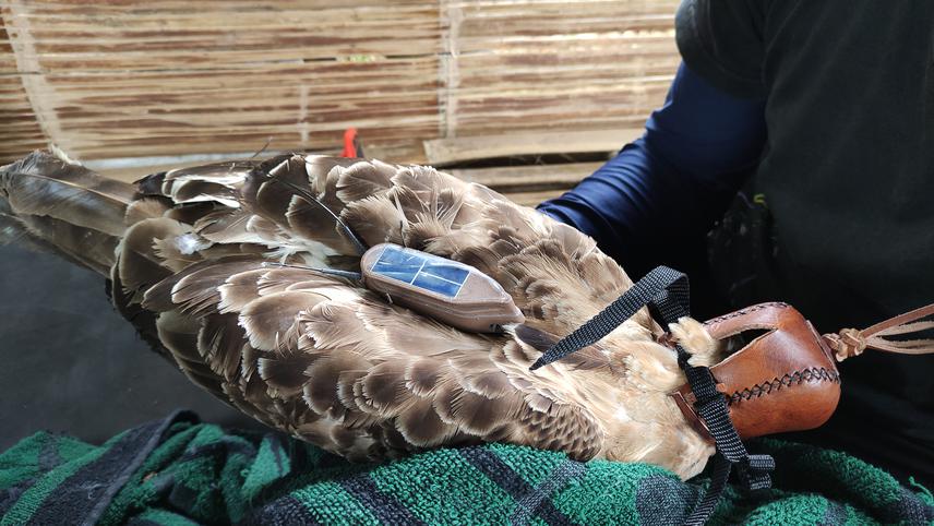 PTTs mounted on the Javan Hawk-Eagle with the backpack method. © Cici Nurfatimah.