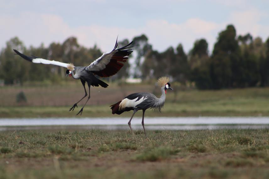 Gray crowned crane. © Martin Mwangi