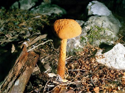 Battarrea phalloides.