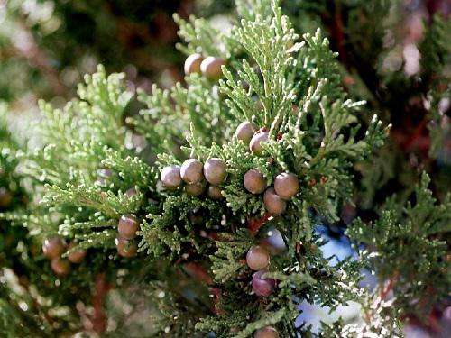 Juniper berries.