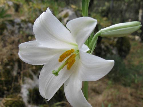 Lilum candidum.