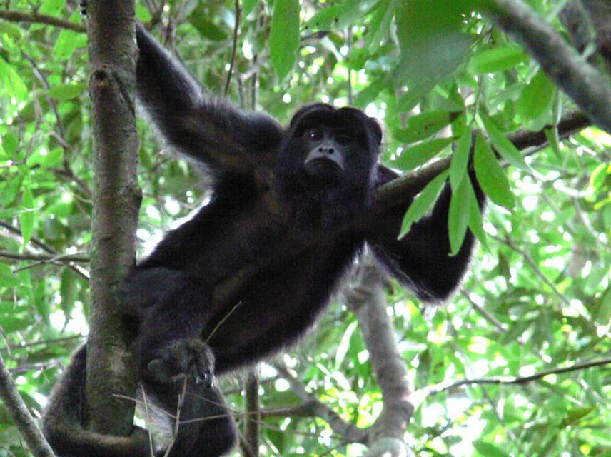 A joung adult male (A. caraya),  “Picciotto” resting in the forest. ©Ilaria Agostini.