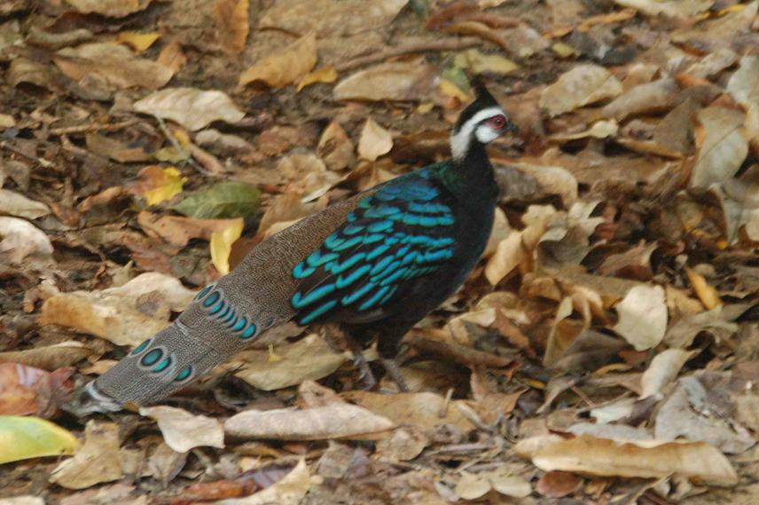 Palawan peacock pheasant flagship of the park.