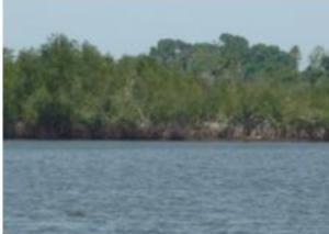 Mangroves along the Junk River in Snafu Dock.