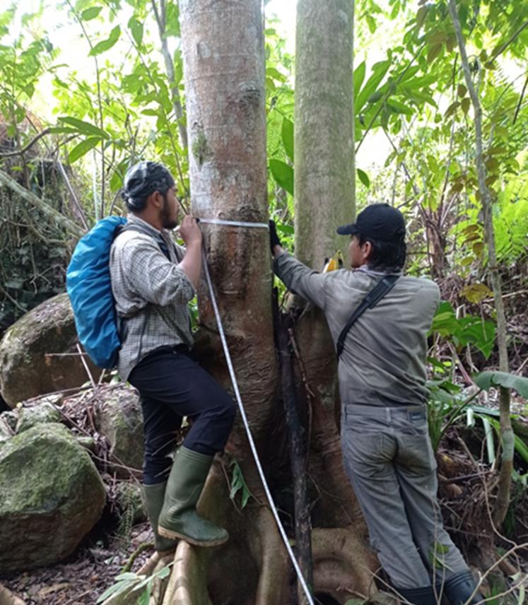 Set up line transect and monitor forest and crops food availability.