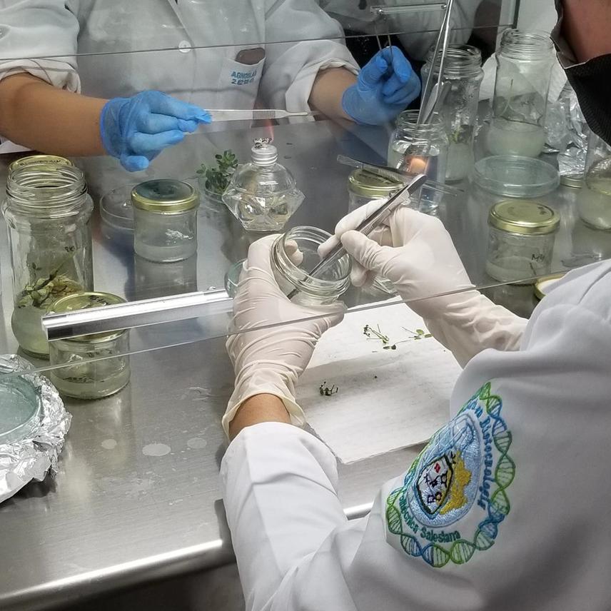 In vitro establishment of Caesalpinia sp explants. © Mateo León.