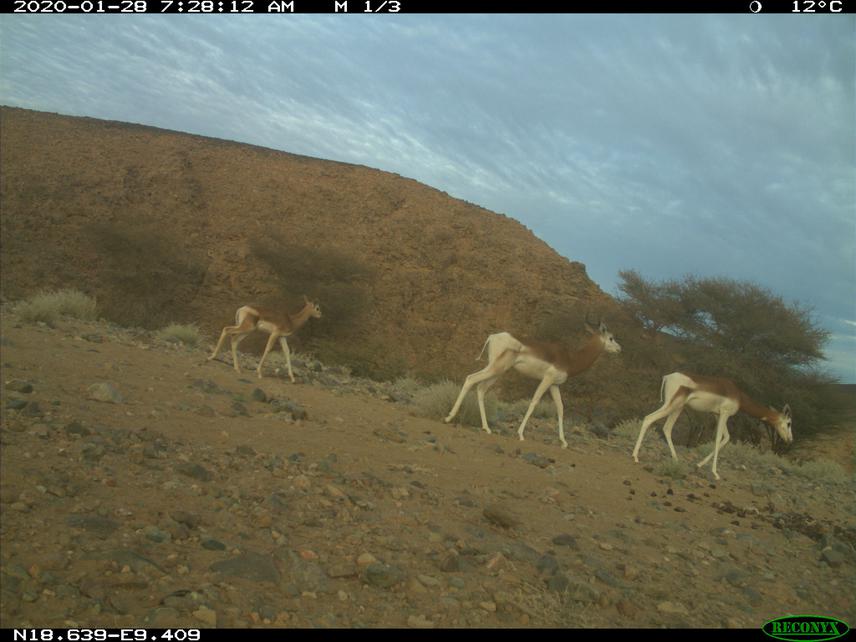 Three dama gazelles, including a calf, captured by one of the camera traps set by SCF on Takolokouzet mount. © Abdoul Razack Moussa Zabeirou