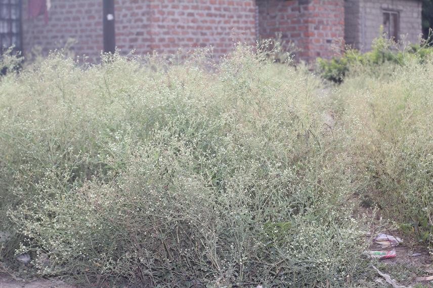 Parthenium hysterophorus dominating along settlement areas in Arusha region Northern Tanzania. ©Warda Kanagwa