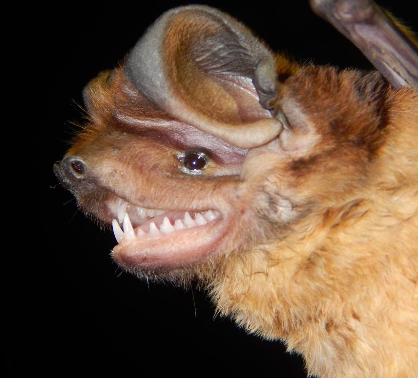 Wagner´s bonneted bat (Eumops glaucinus) a typical aerial insectivore bat species from the Colombian Llanos. This species has an important role as insect suppressor. © Aída Otálora Ardila
