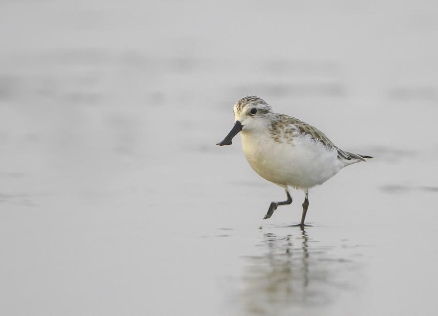 Spoon-billed Sandpiper at Chittagong Coast, Bangladesh © Sayam U. Chowdhury