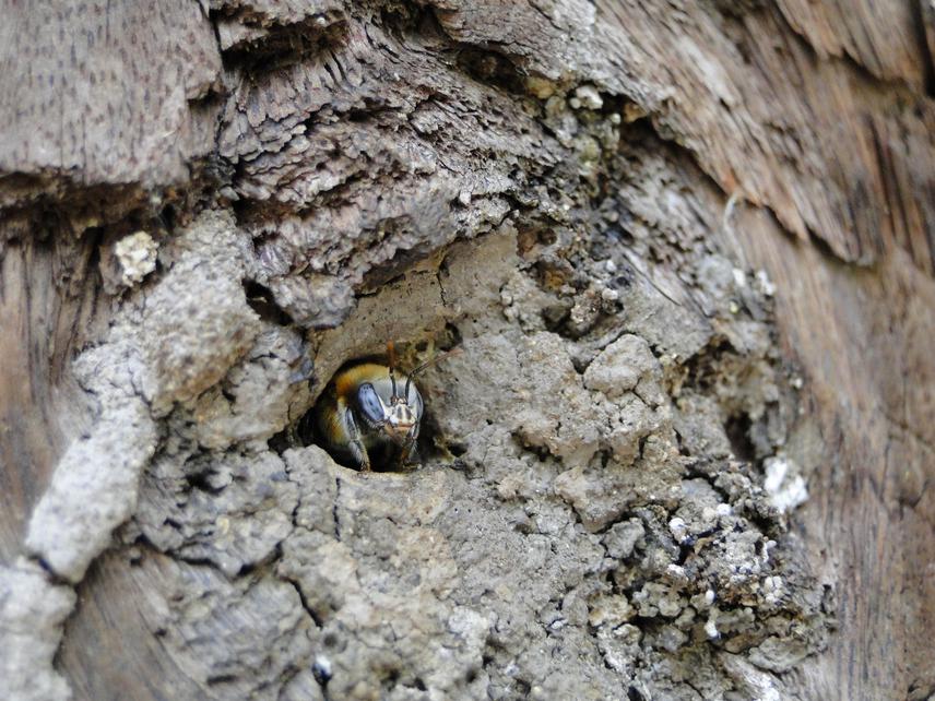 Native bees of the tropical dry forest - Sierra Nevada de Santa Marta. (Galindo_2009)
