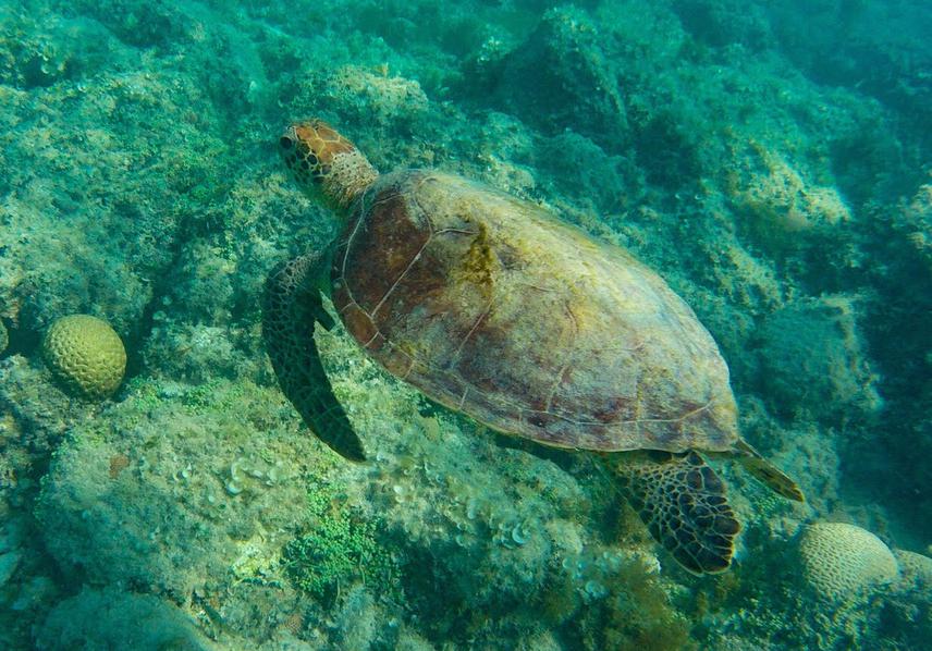 A juvenile green sea turtle swimming in the waters of Coroa Vermelha reef. © Camila Miguel